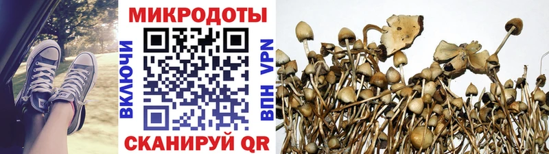 Псилоцибиновые грибы Psilocybine cubensis  Оханск 